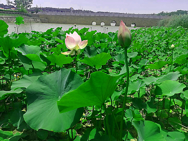 1598512425489861.jpeg 1《六月的荷》(屈雪利).jpg